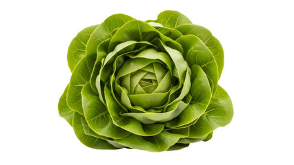 Obraz premium Fresh Green Lettuce Head Isolated On Black Background