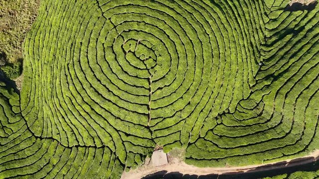 Aerial drone view of lush green tea plantations in Munnar Kerala India scenic landscape