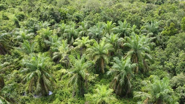 Low-flying drone view of oil palm plantation on waterlogged land
