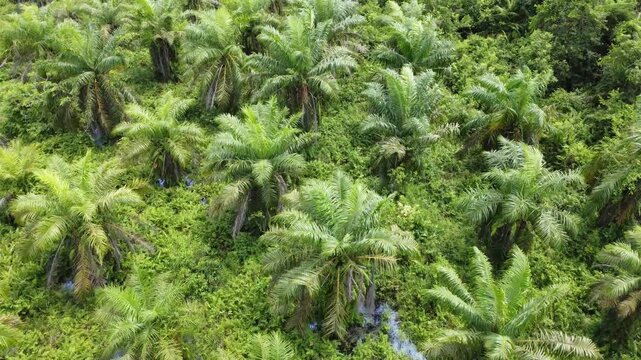 Low-flying drone view of oil palm plantation on waterlogged land