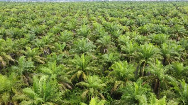 Low-flying drone view of oil palm plantation on waterlogged land