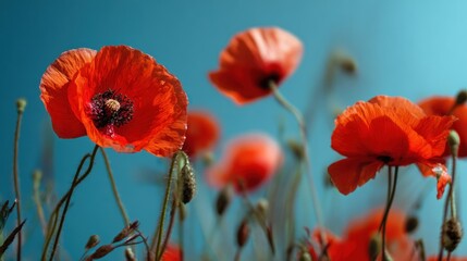 Red poppies against a blue background. © soem