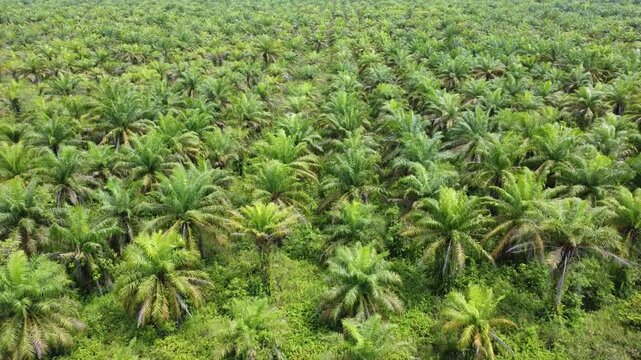 Low-flying drone view of oil palm plantation on waterlogged land
