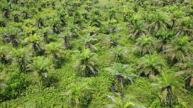 Low-flying drone view of oil palm plantation on waterlogged land