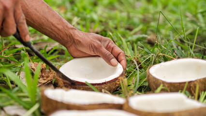 Farmer hands removing white coconut kernel to make copra on farm or plantation with tool in indonesia, southeast asia © Spice Footage