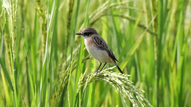 Stonechat in the autumn rice paddy.