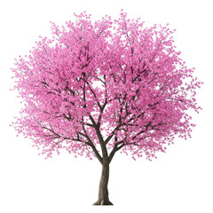 A beautiful pink flowering tree standing alone against a white background isolated on transparent background