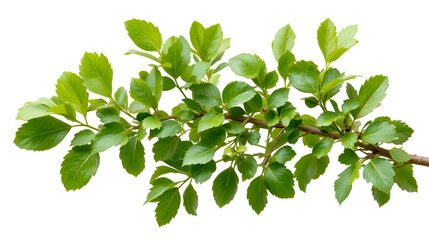 Branch of linden tree with young fresh green leaves isolated on white. Spring season