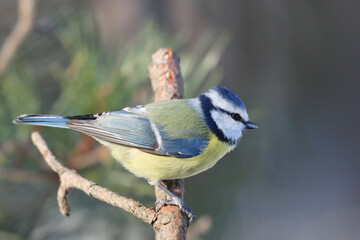 Eurasian blue tit