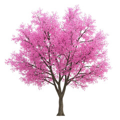 Obraz premium A beautiful pink flowering tree standing tall isolated on transparent background