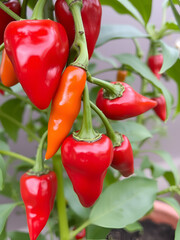 ripe red chili peppers growing on a pepper plant Concept Ripe Red Chili Peppers, Pepper Plant Close-Up, Garden Harvest, Vibrant Produce, Homegrown Spices