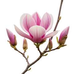 A beautiful pink magnolia flower blooming on a branch with buds isolated on transparent background