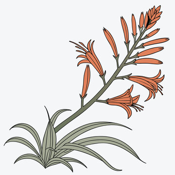 Adobe Illustrator Artwork