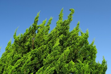 Obraz premium 生垣のコニファーと秋の青空