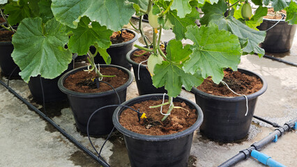 Cantaloupe melon plants are growing in the greenhouse