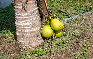 The coconuts are at the base of the tree on the ground.
