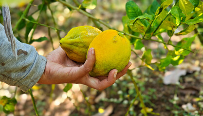 Woman hands lemons from the lemon tree