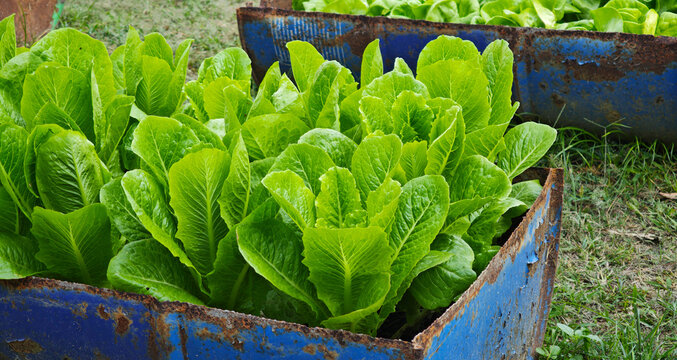 Close-up Fresh and organic green cos lettuce growing in the garden.