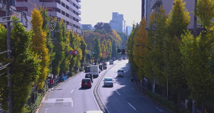 A cityscape of traffic jam at the yellow gingko street in Tokyo