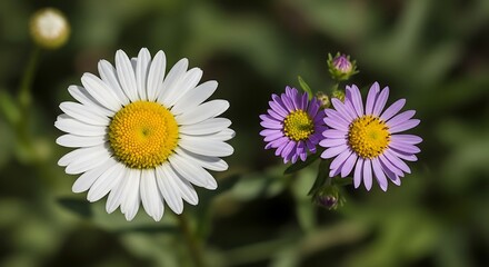 Obraz premium Daisy and wild wildflower arranged in natural daylight, simple botanical stock photography with fresh, airy atmosphere ideal for spring, nature, and eco lifestyle themes.