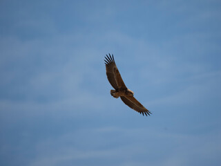 Gaukler, Terathopius ecaudatus