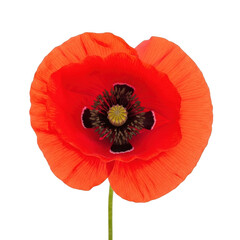 A vibrant red poppy flower with a dark center and green stem isolated on transparent background