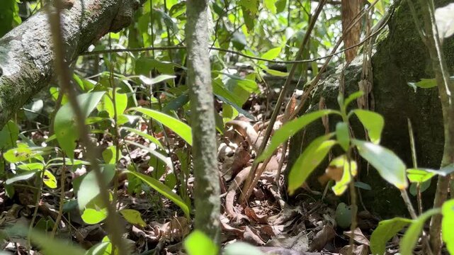 Bothrops insularis snake, known as the Golden lancehead. Endemic to Ilha da Queimada Grande, Brazil