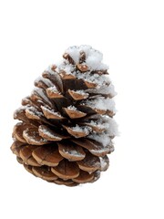 Pine cone covered in snow. creating a winter holiday decoration. Cutout object on a transparent