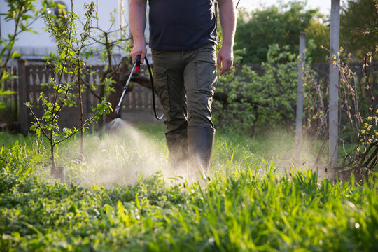Farmer spraying fertilizer.  Pest control and plant diseases to obtain a large harvest