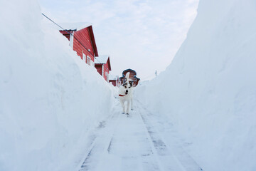 a large happy dog runs along the wooden floor between snow drifts to its owner on a frosty day