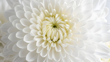 A close-up view of a delicate white chrysanthemum flower in full bloom