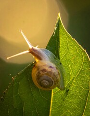 Tiny snail on leaf, backlit by sunlight, creating a warm, soft glow