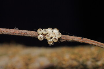 Macro shot of Brown Marmorated Stink Bug white eggs on a tree branch, black Extreme Close-Up macro photography Nature Background