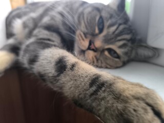 Scottish straight gray tabby cat.