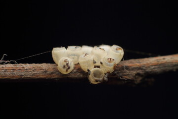 Macro shot of Brown Marmorated Stink Bug white eggs on a tree branch, black Extreme Close-Up macro photography Nature Background