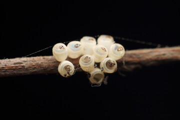 Macro shot of Brown Marmorated Stink Bug white eggs on a tree branch, black Extreme Close-Up macro photography Nature Background