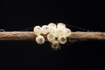 Macro shot of Brown Marmorated Stink Bug white eggs on a tree branch, black Extreme Close-Up macro photography Nature Background
