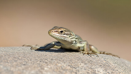 Fototapeta premium A small lizard basking in the sun on a concrete surface in the wild