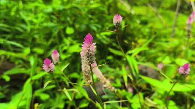 Beautiful Pink Celosia Argentea Spicata Flower in the Garden, Silver Cockscomb Wheat Celosia Blooming Outdoors with Green Leaf Background
