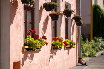 European building adorned with blooming red geraniums in window boxes