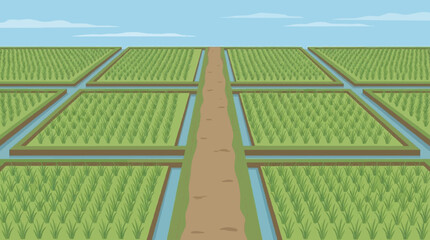 Fototapeta premium rice field area with neat irrigation system, symmetrical green plots