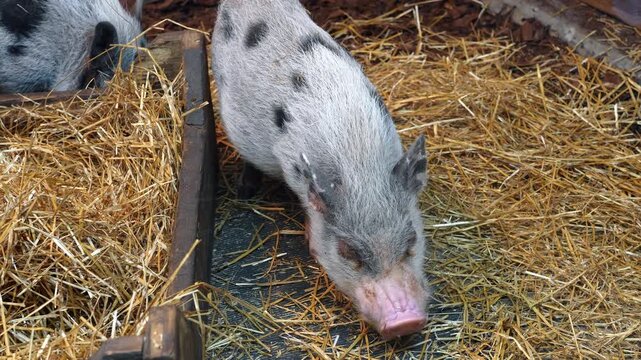 White black-spotted fluffy pigs eating straw in the zoo. Lovely domestic animals with pink snouts.