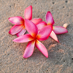 Franjipani Flowers on sand at the beach in Thailand iconic tropical flower.. Hua Hin - Thailand