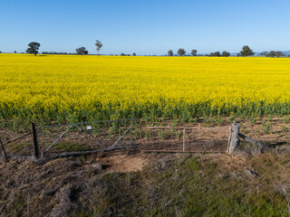 Canola Field with paddock gate - Cowra NSW Australia