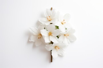 Fototapeta premium White jasmine flowers with delicate petals and golden stamens on a white background