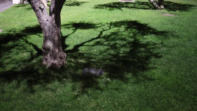 Gnarled tree trunk and tangled shadow stretch across green grass at night harsh lighting creating eerie shapes and uneasy mood in silent urban park