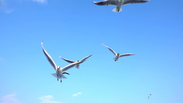 sky, flying, birds, fly, air, clouds