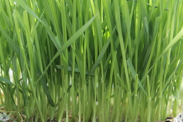 Obraz premium Fresh Green Grass Growing in Natural Light – Nature Background