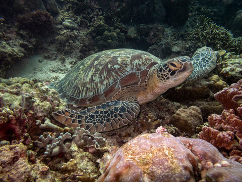 green turtle lying on the bottom of the coral reef, Molaboal, Cebu, the Philippines