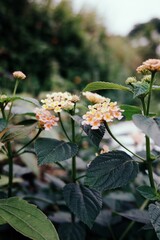 A close-up photograph showcasing delicate lantana flowers in bloom, with soft pastel petals and dark green foliage, in a natural outdoor garden setting, capturing the essence of botanical be